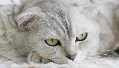 开云体育官方入口-中国足球职业联赛完善赛事突发状况应对机制，中国足球职业联赛正式开始